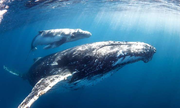 Whale Watching Cruise from Mooloolaba 2