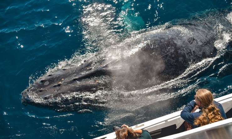Whale Watching Cruise from Mooloolaba 1
