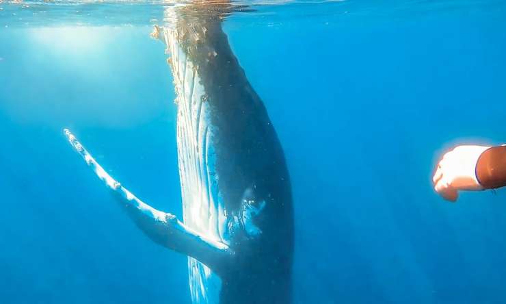 Whale Watching Cruise from Mooloolaba 1