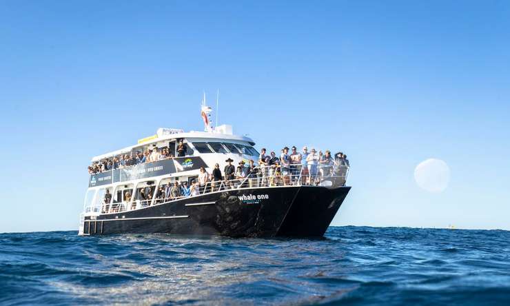 Whale Watching Cruise from Mooloolaba 2