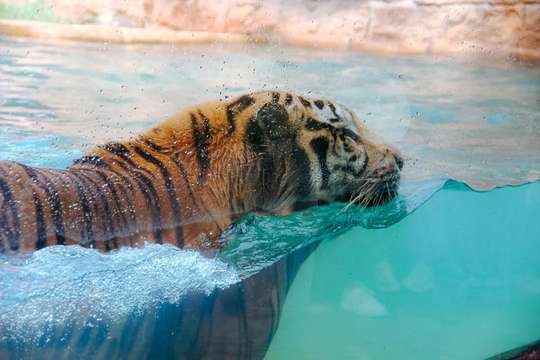 Jember Mini Zoo