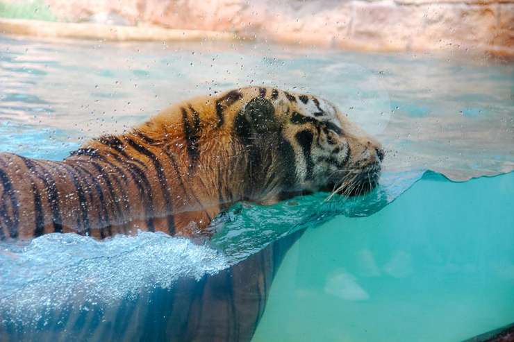 Jember Mini Zoo