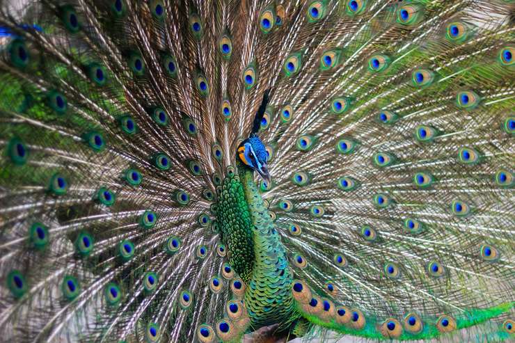 Jember Mini Zoo 1
