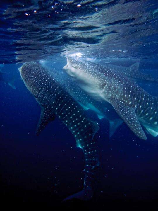 The Ultimate Whale Shark Expedition: Private Journey"