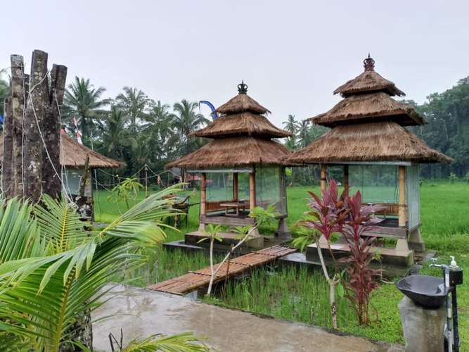 Sangeh Monkey Forest 2