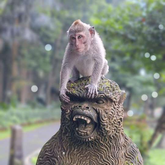 Sangeh Monkey Forest, RM 36