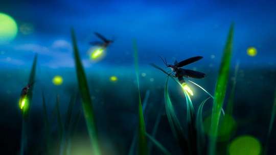 Private Tour: Kuala Selangor Firefly Blinking’s including Seafood Dinner