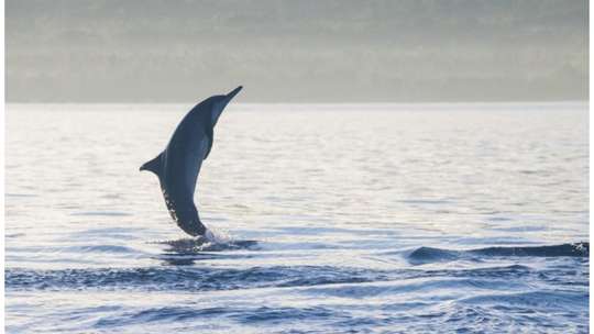Bali Dolphin Lovina Dari Arvi Tour, 2,202円