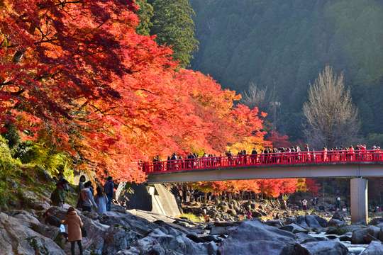 Nagoya Autumn Foliage Tour: Korankei Gorge, Ena Ravine & Shikizakura