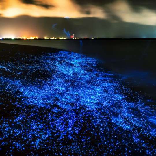 Phuket: Phang Nga Bay Bioluminescent Plankton and Sea Canoes