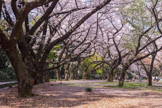 Tiket Taman Nasional Shinjuku Gyoen