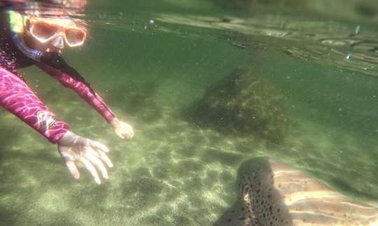 Snorkel with Zebra Sharks and Shallow Water Experience
