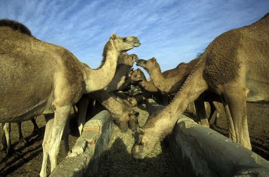 From Jodhpur : A Day Trip of Karni Mata Rat Temple and Camel Research Centre in Bikaner.