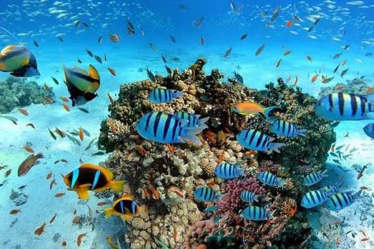 Scuba Diving in Colombo