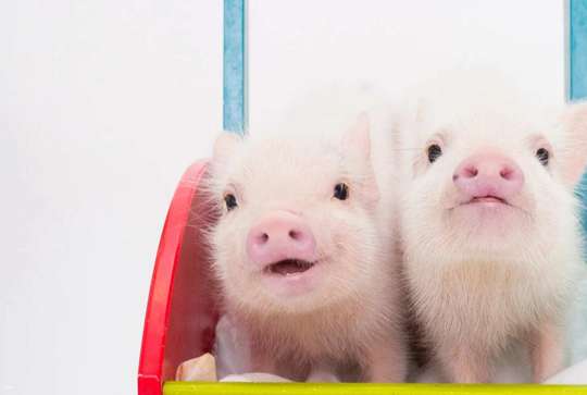 【MICRO PIG HOUSE】mipig cafe Harajuku