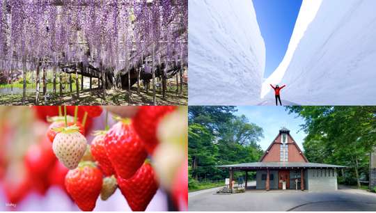 Tateyama Kurobe Alpine Route 3-Day Tour from Shinjuku: Ashikaga Flower Park & Strawberry Picking