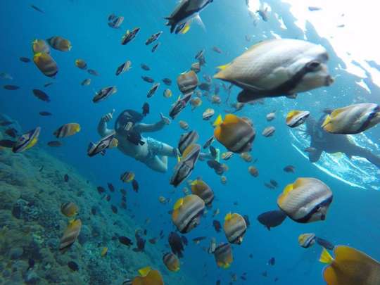 Snorkeling Nusa Penida Expedition 4 Point, S$203