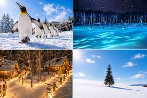 Late Departure: Asahiyama Zoo & Blue Pond & Ningle Terrace