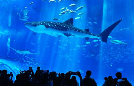 North Okinawa Highlights Bus Tour with Churaumi Aquarium, Kouri Island & Cape Manzamo