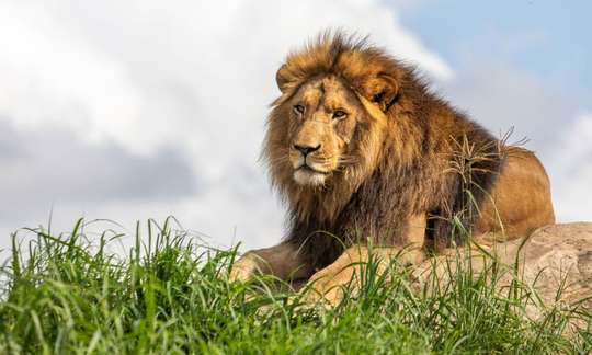 Sydney Zoo Admission Tickets, 1.017.584 VND