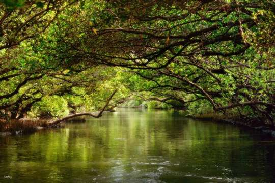 Tainan Sicao Sightseeing Boat | Green Tunnel & Taijiang Route Tickets, RM 13