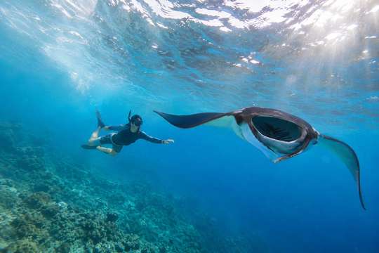 Manta Ray & 3 spot Snorkeling Tour, 580.372 VND