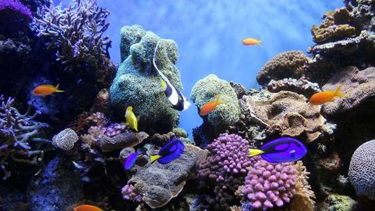 Bunaken island tour 3 times snorkeling including lunch and hotel pick up and drop off, AU$134
