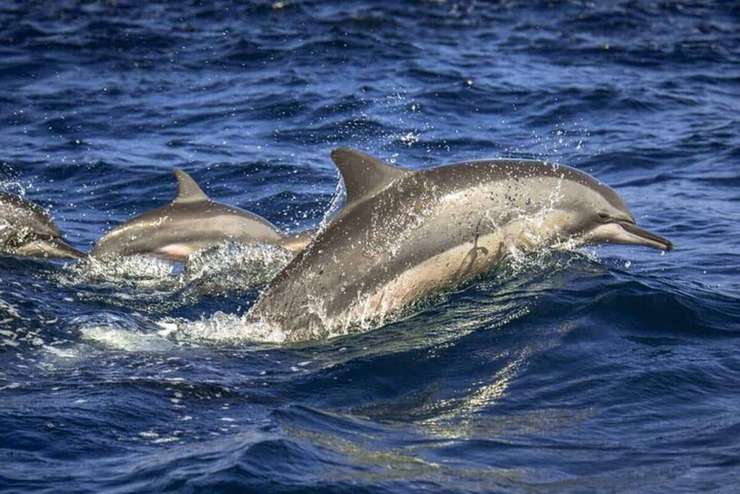 Dolphin Watching Experience in Trincomalee 1
