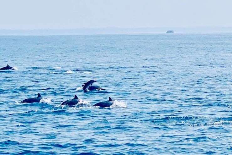 Dolphin Watching Experience in Trincomalee