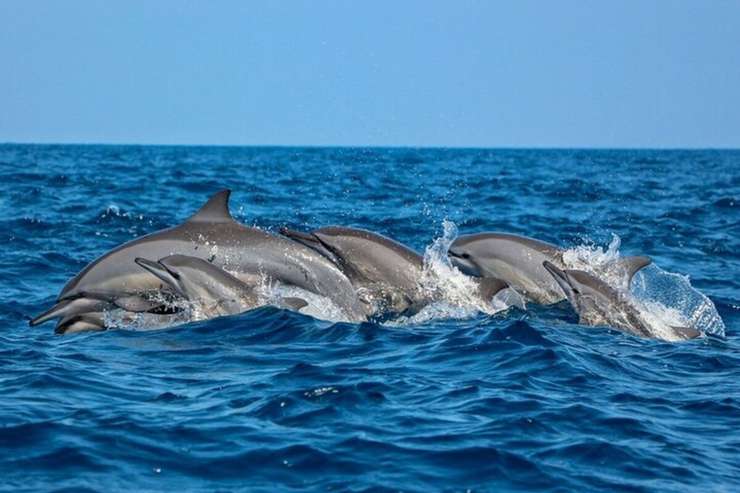Dolphin Watching Experience in Trincomalee 2