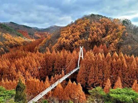 Korea Forest Healing × Bread Capital | Jangtaesan Recreational Forest + Daejeon Bread Holy Land 'Sung Sim Dang' + Daejeon Jungang Market | Depart from Seoul