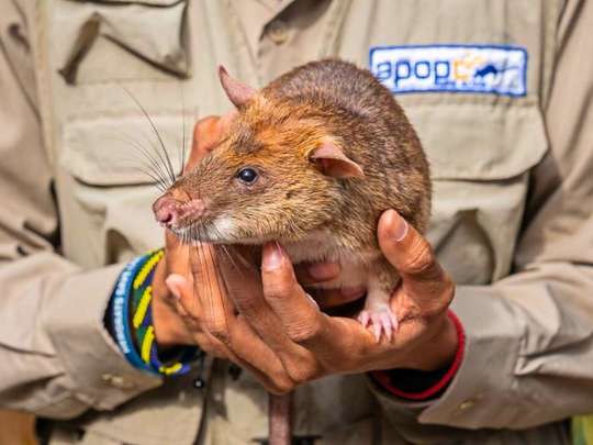 Siem Reap: Afternoon APOPO Rats Tour + Phare Circus Option, RM 183
