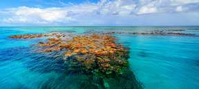 Museum Of Underwater Art And Great Barrier Reef Snorkeling Day Trip