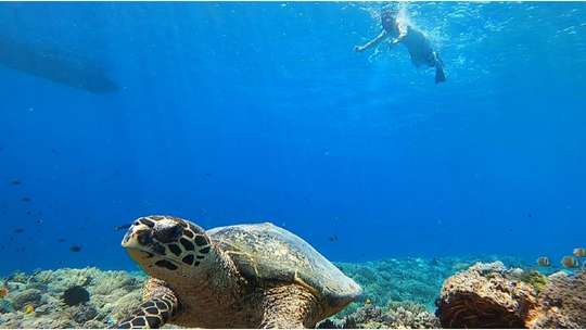 Snorkeling Explore Gili Trawangan, THB 327.40