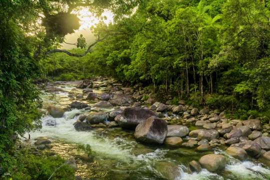 [Eco Tour] Daintree Rainforest & Cape Tribulation Day Tour from Port Douglas | Queensland, ₱ 11,434.75