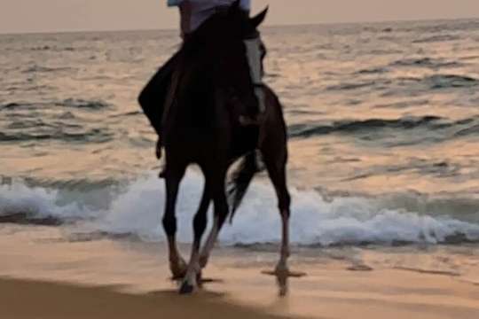 Horse Riding in Mount Lavinia