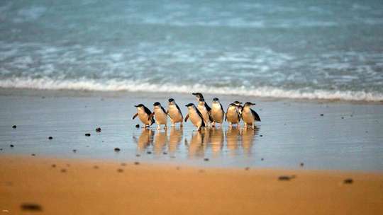 Phillip Island Day Tour: Penguin Parade & Moonlit Sanctuary Wildlife Park | Melbourne, THB 3,642.70