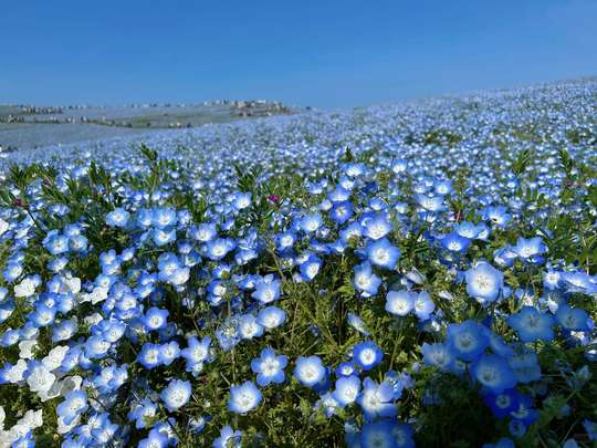 Kanto Region - Hitachi Seaside Park Neon Flower Sea & Stunning Torii Gate Over the Sea (Small Group Tour for 4-9 People), THB 2,320.27