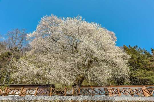 台湾雪霸农场住宿｜新竹野马瞰山森林&雪霸观雾漫步云端二日游｜台北&桃园＆新竹出发