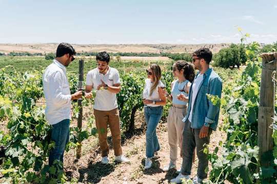 Toledo Day Tour from Madrid: City Tour & Winery Experience | Spain, 171,394원