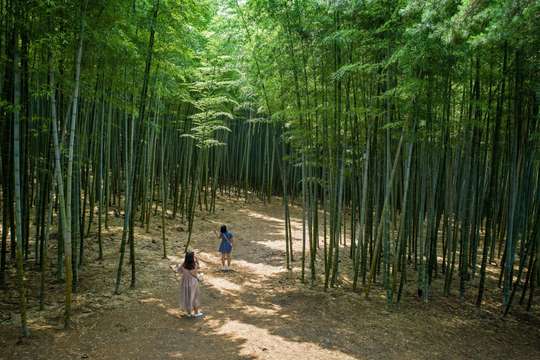 The Real Busan: Bamboo Forest, Coast & Local Life Full-Day Tour