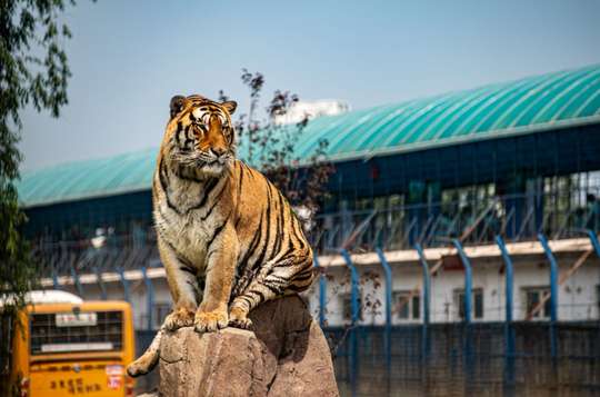 Siberian Tiger Zoo Admission and Adventure Sightseeing Bus Ride