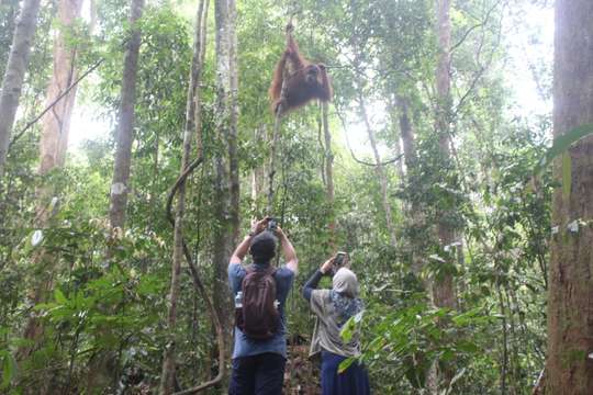 Private Transfer from Medan to Bukit Lawang