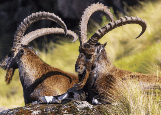 Ethiopia Tour: 4 Days Simien Mountain National Park Wildlife and Trekking, 18.974.160 VND