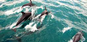 Akaroa Harbour Nature Cruise | New Zealand