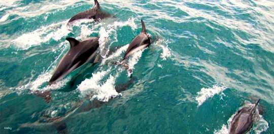 Akaroa Harbour Nature Cruise | New Zealand