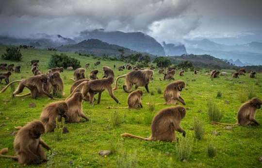 Ethiopia Tour: 11 Days Gondar, Simien Mountain, Bale, Lalibela and Danakil Tour, 67.579.200 VND