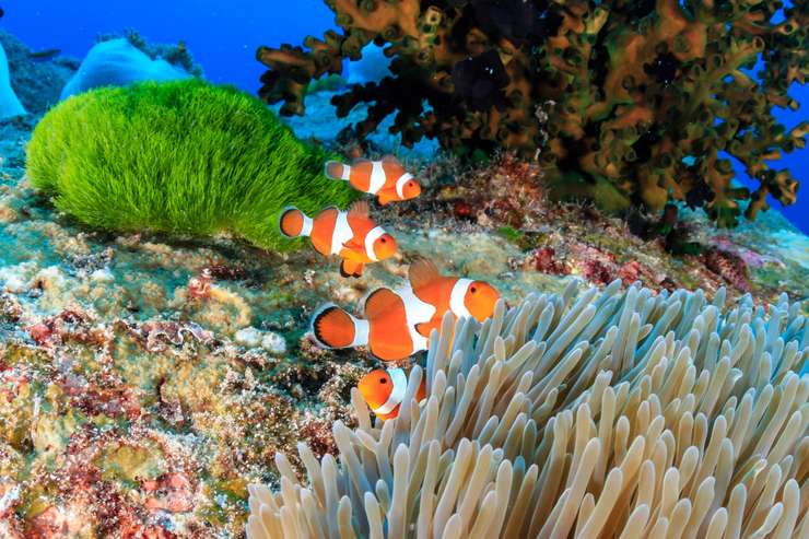 Phuket: Similan Islands Lazy Bird Program 2