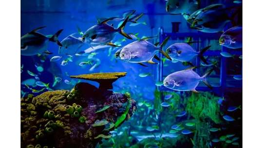 Tour Bali: Marine Safari Bali bao gồm bữa trưa tại d'Tukad River Club - Tour riêng 8 giờ, 1.011.914 VND