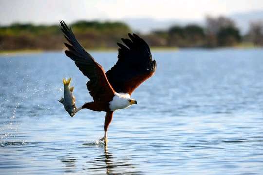 11-Day Ethiopia Birdwatching Adventure & Photograph Tour, 71.478.000 VND